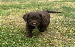 Cockapoo dogs for sale: Stunning F1b petite Cockerpoos.  - Image 4