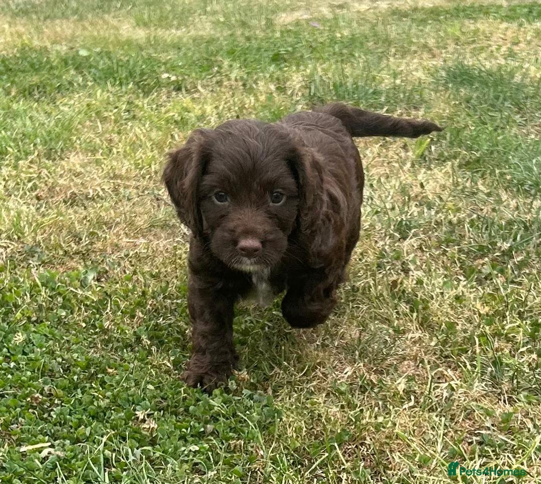 Cockapoo dogs for sale: Stunning F1b petite Cockerpoos.  - Image 4