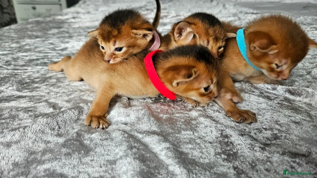 Abyssinian cats for sale: Abyssinian Kittens - Advert 2