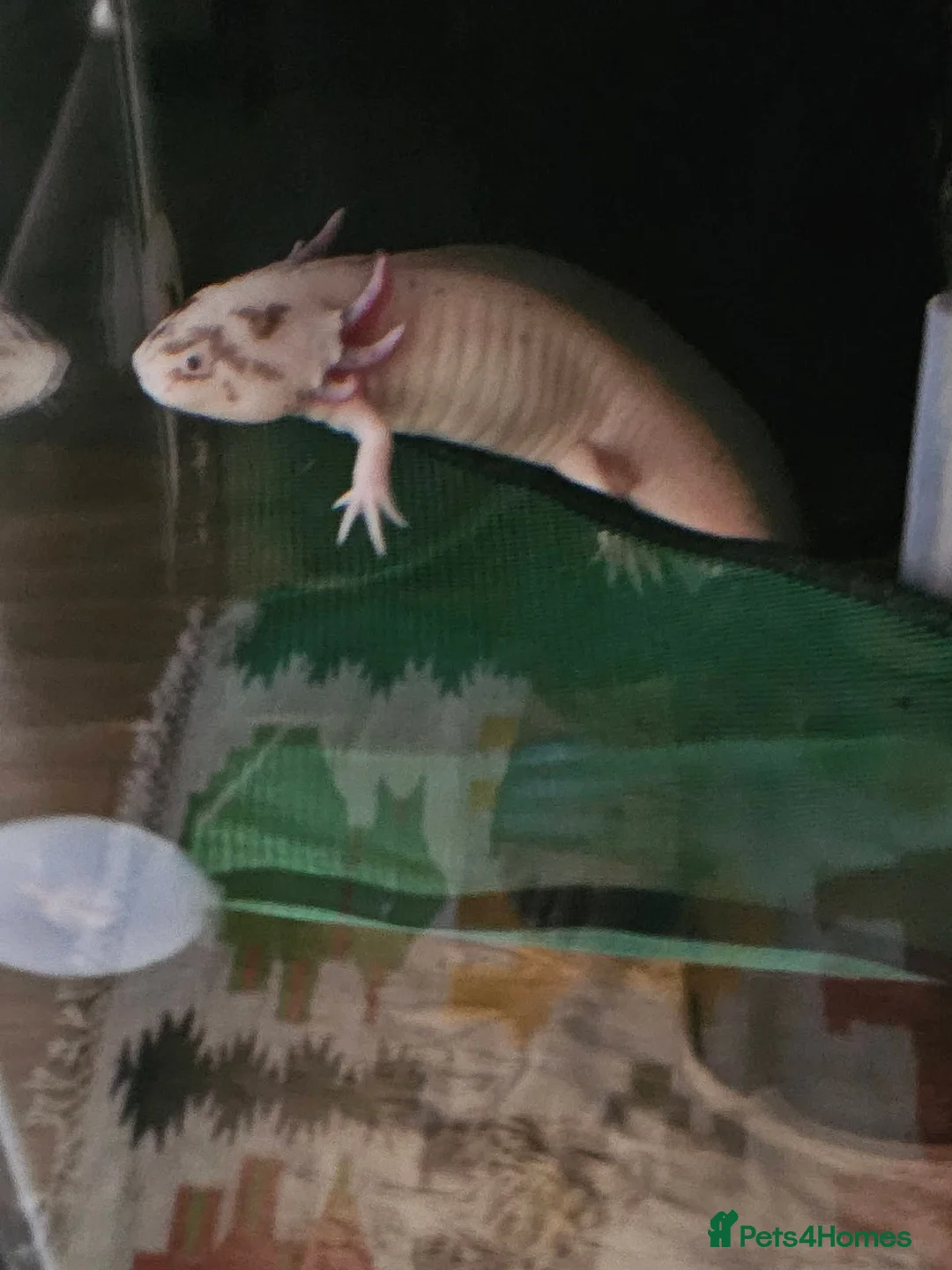 Axolotl reptiles for sale: Open to offers  in Leicester - Advert 2