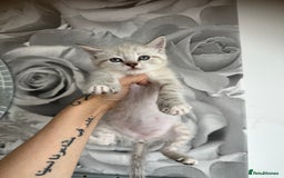 Mixed Breed cats for sale: 2 kittens  - Image 4