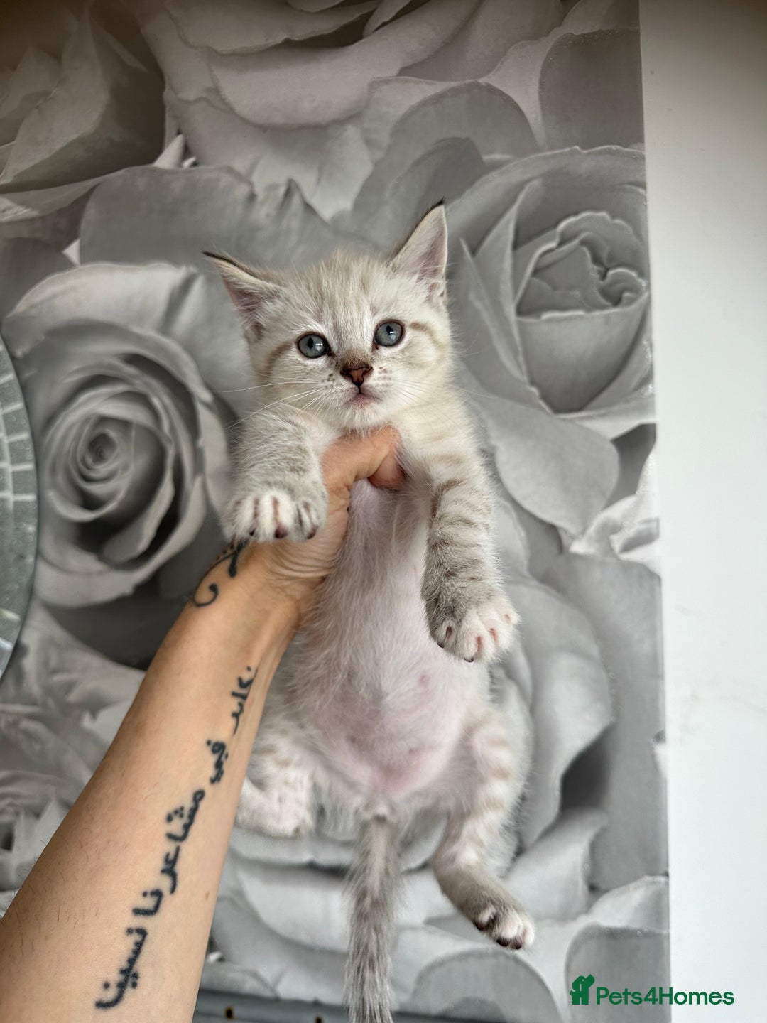 Mixed Breed cats for sale: 2 kittens  - Image 4