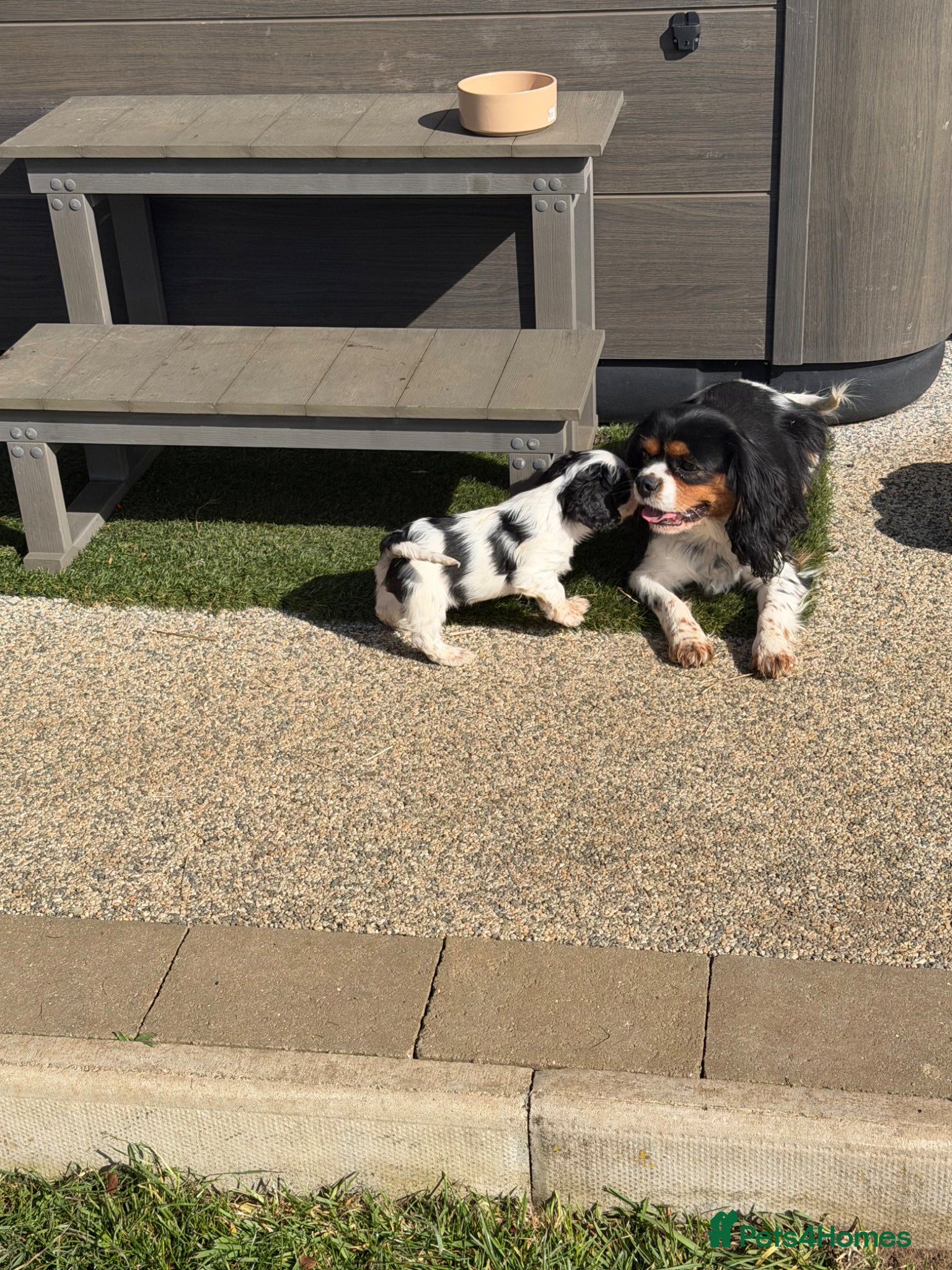 Cavalier King Charles Spaniel dogs Cavalier King Charles Puppys - Advert 1