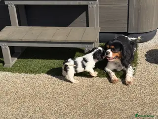 Cavalier King Charles Spaniel dogs Cavalier King Charles Puppys - Advert 2