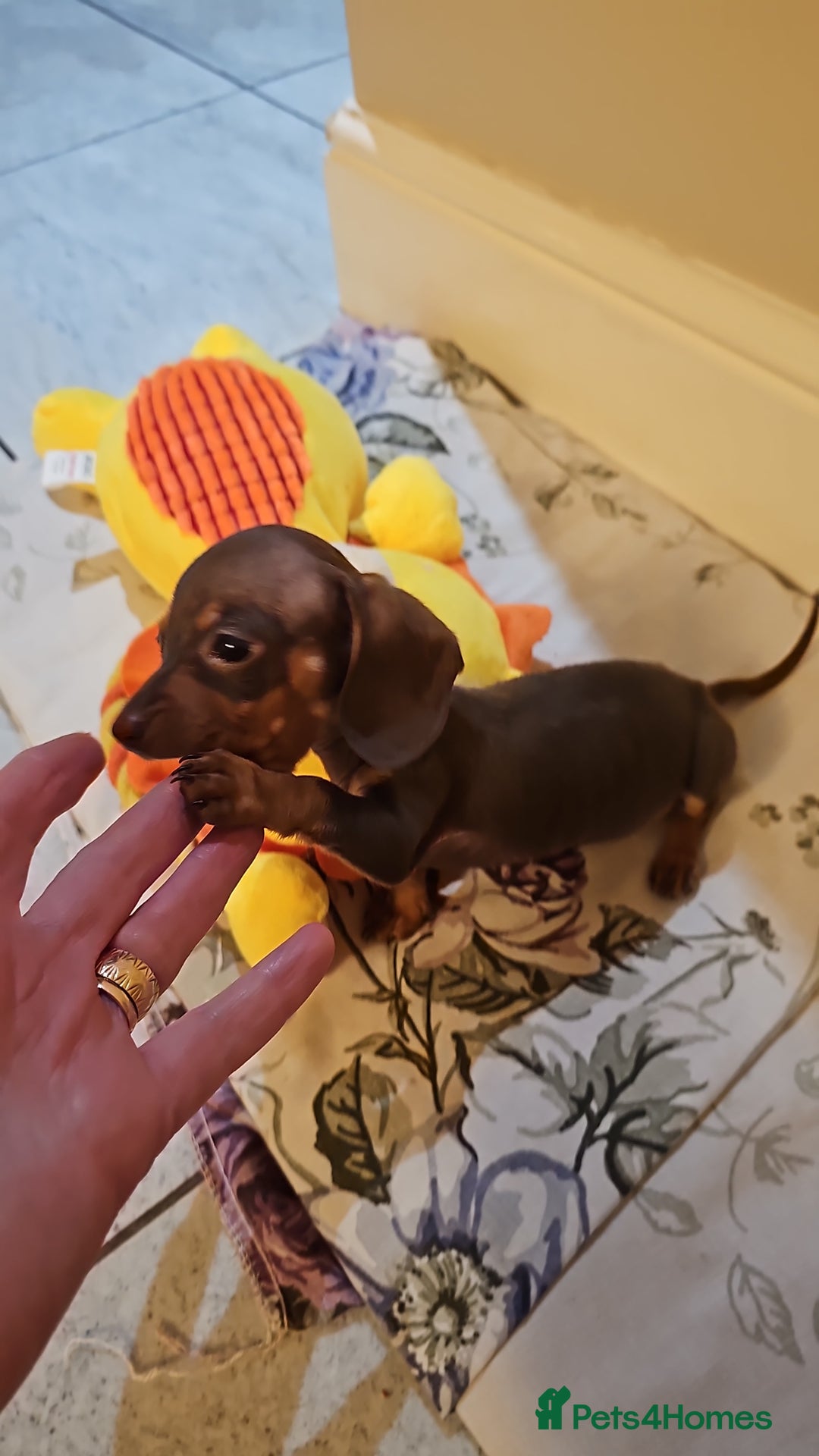 Dachshund dogs for sale: Miniature Dachshund Puppies. - Advert 15