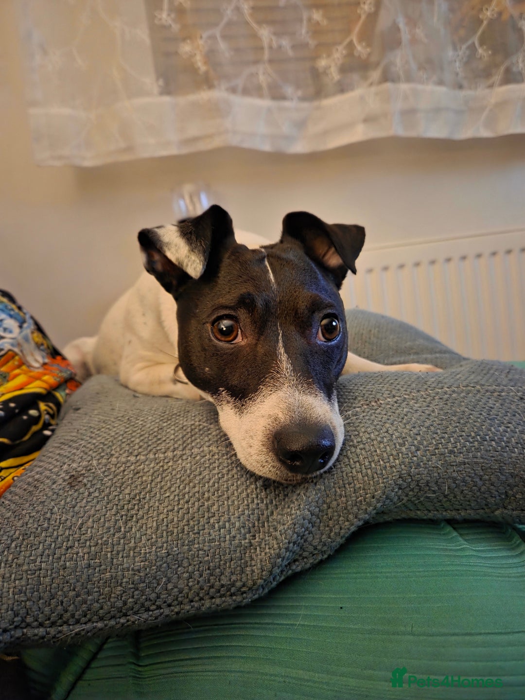 Jack Russell dogs for sale: Poppy - Advert 10