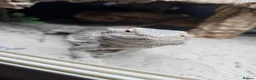 Bearded Dragon reptiles for sale: Bearded dragon and corn snake withbset ups - Advert 2