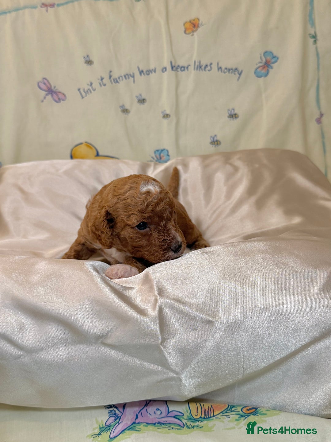 Cavapoo dogs for sale: 6 Cute Cavapoo puppies 6 - ready for homes in feb  - Advert 15