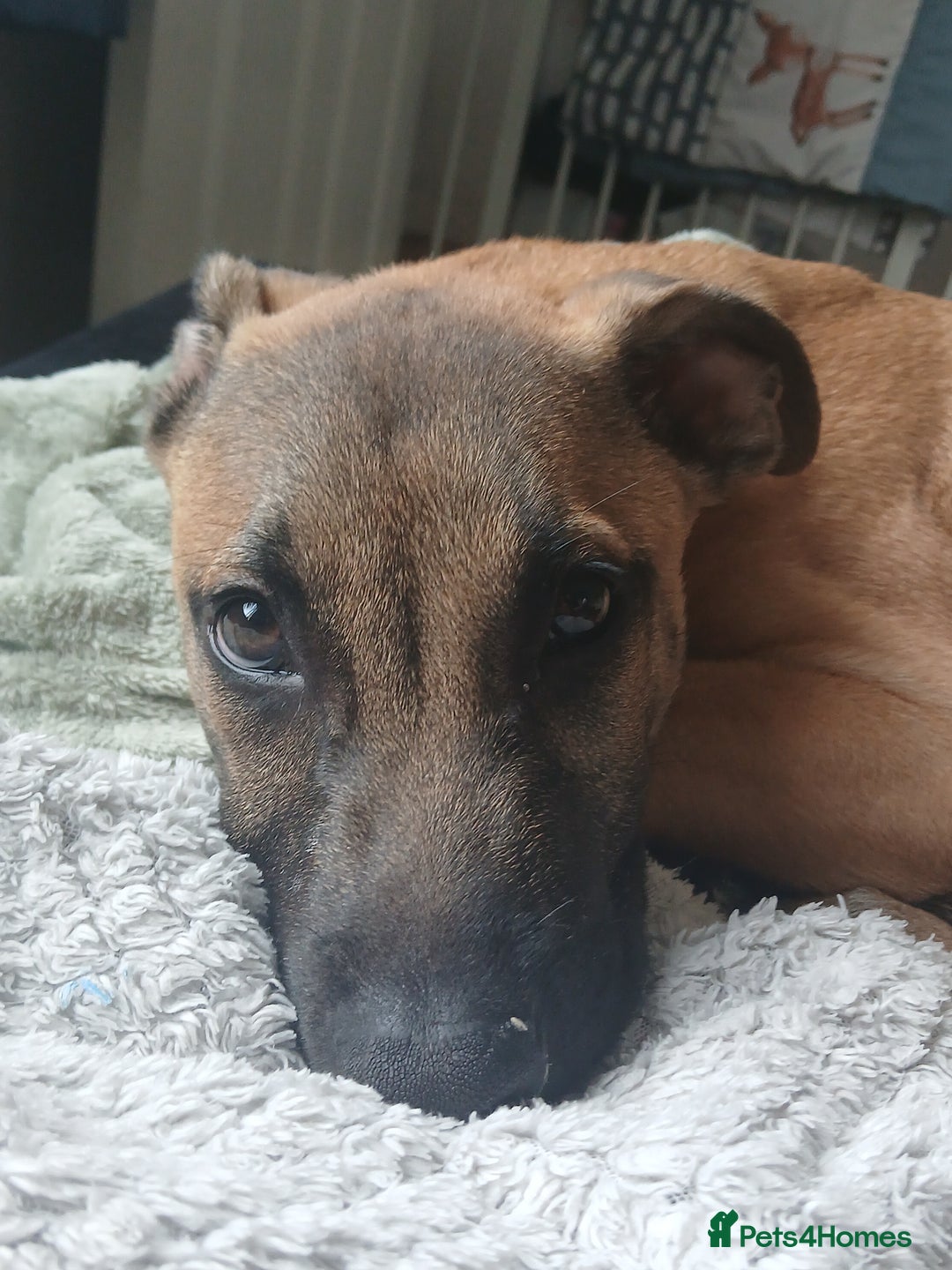 Mixed Breed dogs for sale: PUPPY Belgian Shepherd  - Advert 3