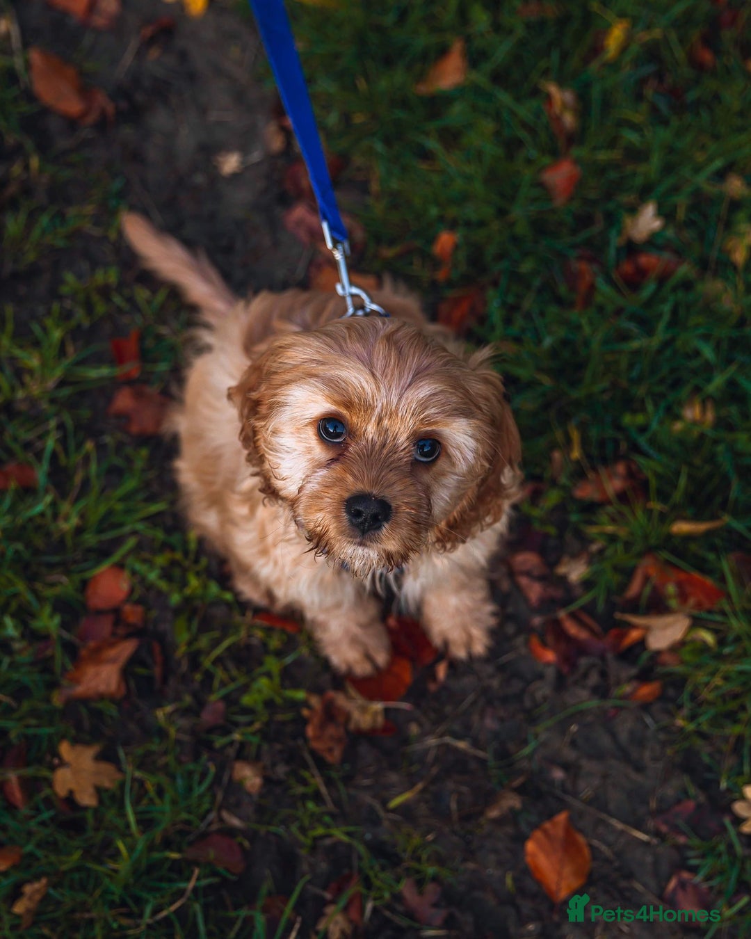 Cavapoo dogs for sale: Toy Cavapoo Puppies - litter of 8. - Advert 6