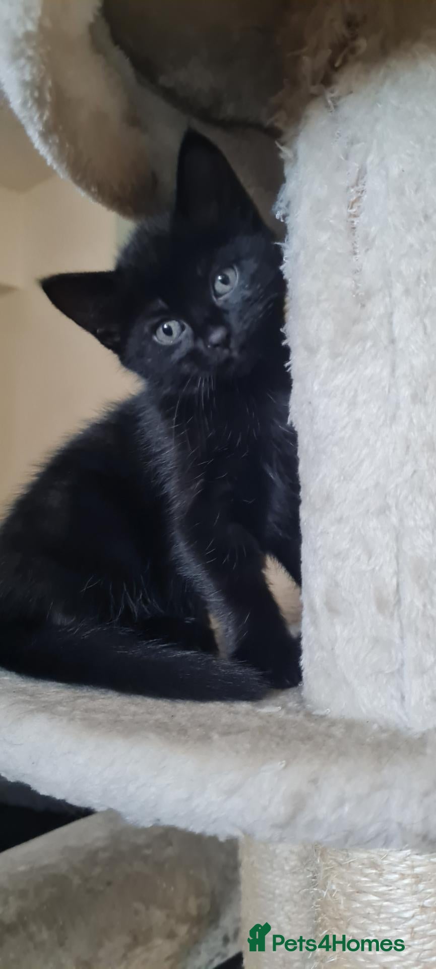 Mixed Breed cats for sale: 4 cute girls  looking for a forever home - Advert 2