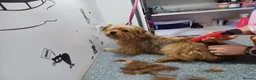 Mixed Breed dogs for adoption: 🐾💛 ARISA – The Little Dog Nobody Stopped For💛🐾 - Advert 18