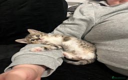 Mixed Breed cats for sale: Mixed breed 7 week old kitten  - Image 3