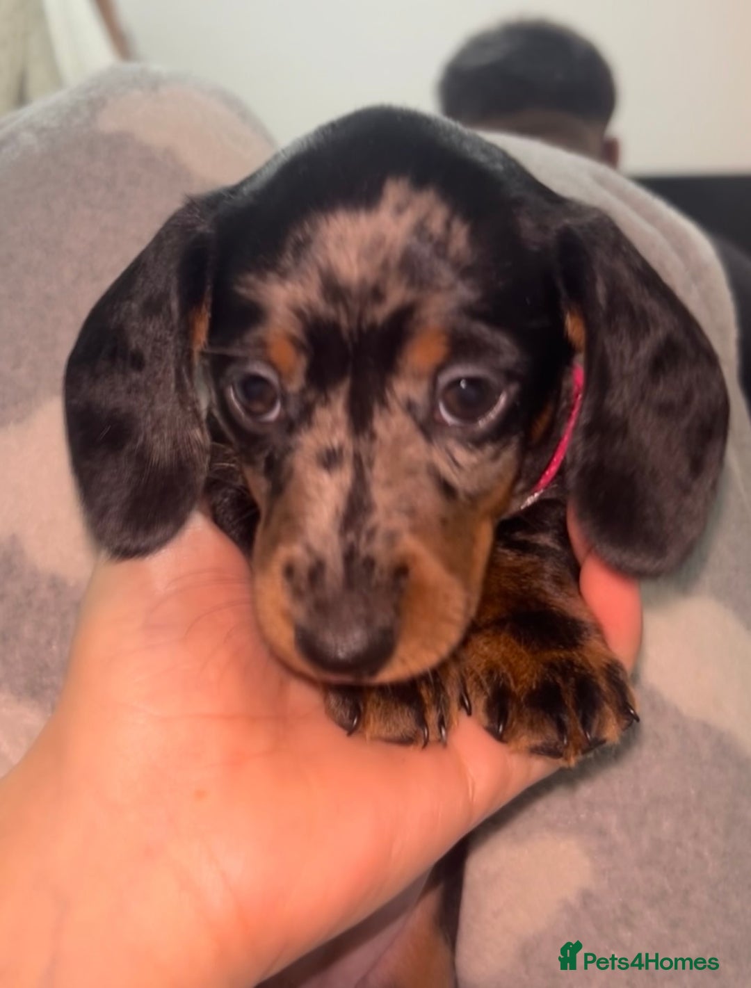 Dachshund dogs for sale: 🐾 Purebred Dachshund Puppies for Sale! 🐾 - Advert 3