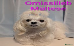 Maltese dogs for sale: Gorgeous KC pedigree Maltese puppy reduced price - Image 17