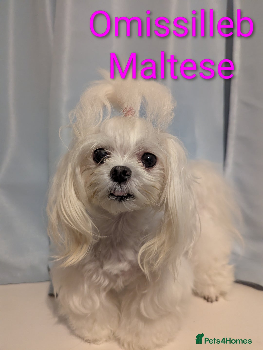 Maltese dogs for sale: Gorgeous KC pedigree Maltese puppy reduced price - Image 17