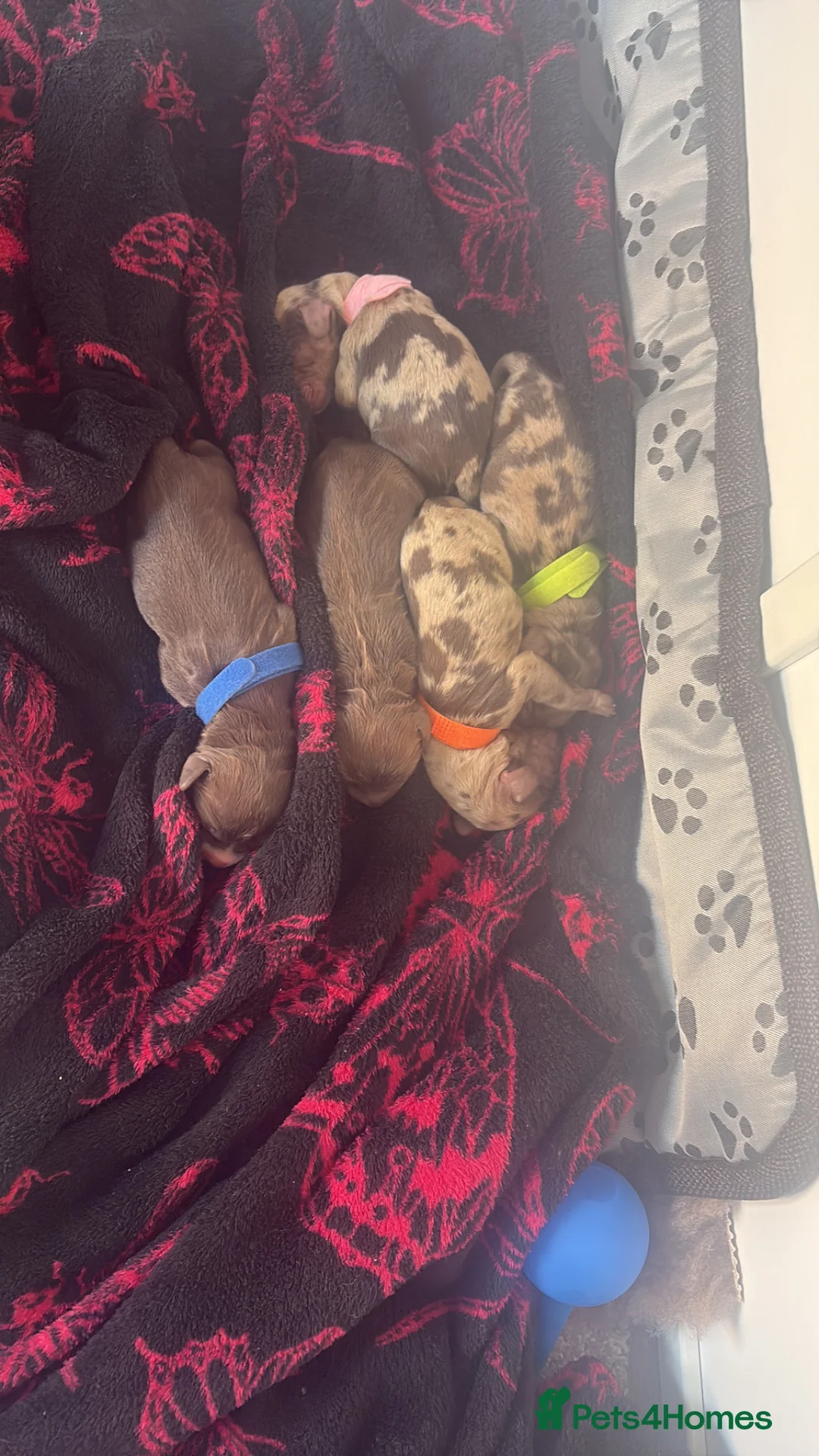 Cockapoo dogs for sale: Beautiful F1 cockapoos  - Advert 1