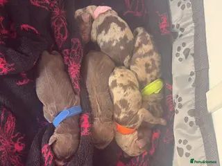 Cockapoo dogs Beautiful F1 cockapoos - Advert 1