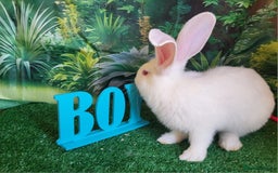 Continental Giant rabbits for sale: Continental giant babies in Swadlincote - Image 5