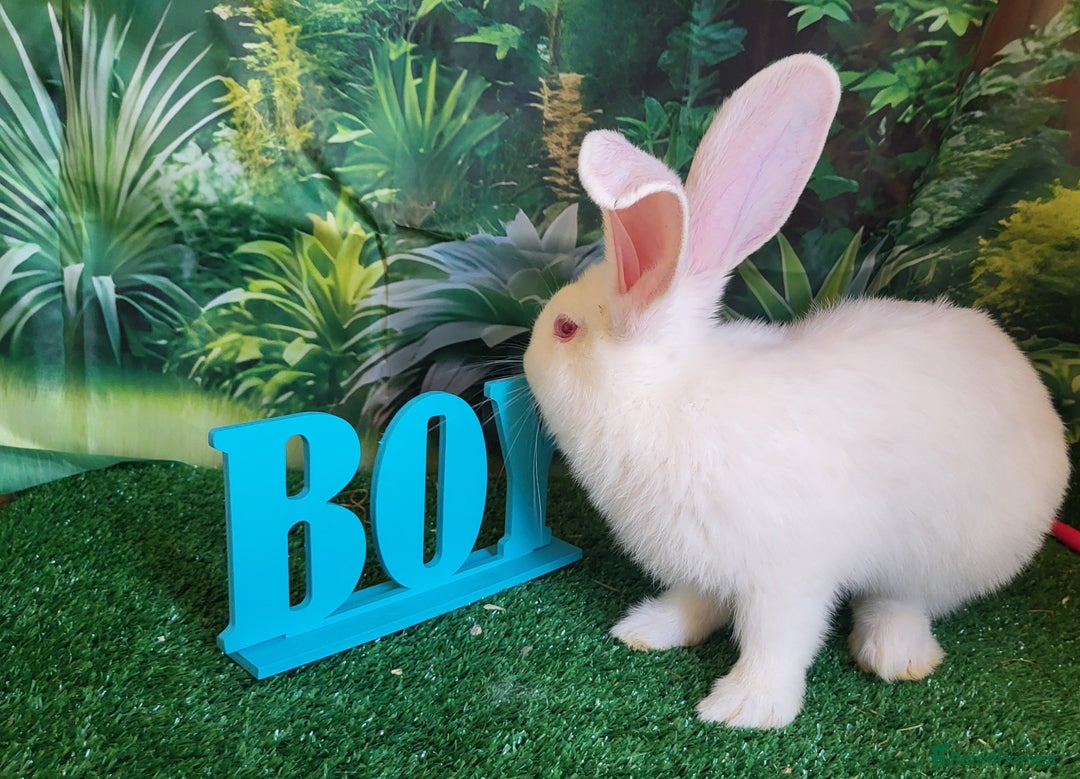 Continental Giant rabbits for sale: Continental giant babies in Swadlincote - Image 5