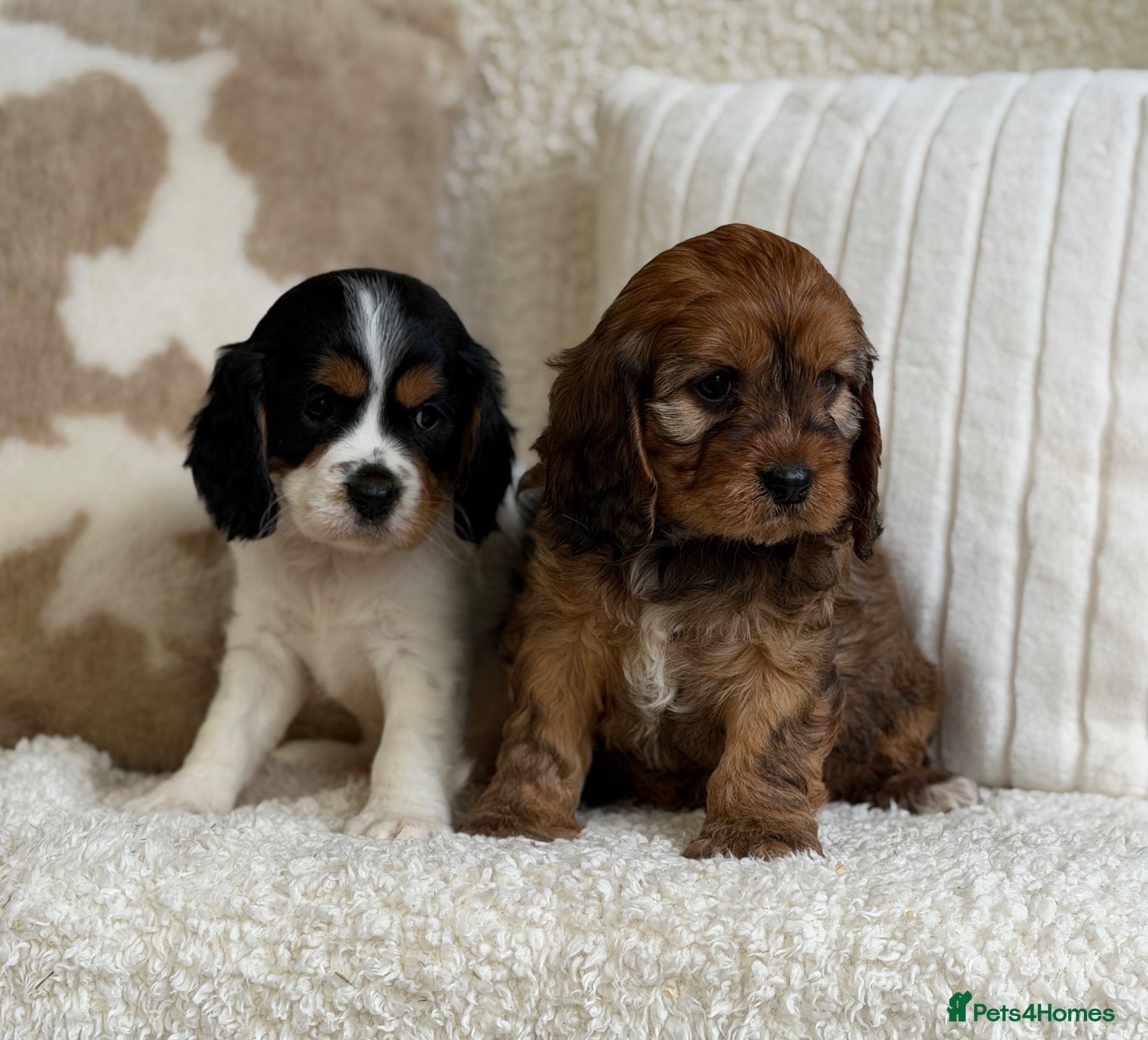 Cavapoochon dogs Beautiful Cavapoochon puppies  - Advert 9