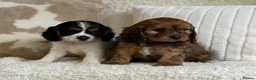 Cavapoochon dogs for sale: Beautiful Cavapoochon puppies  - Advert 2