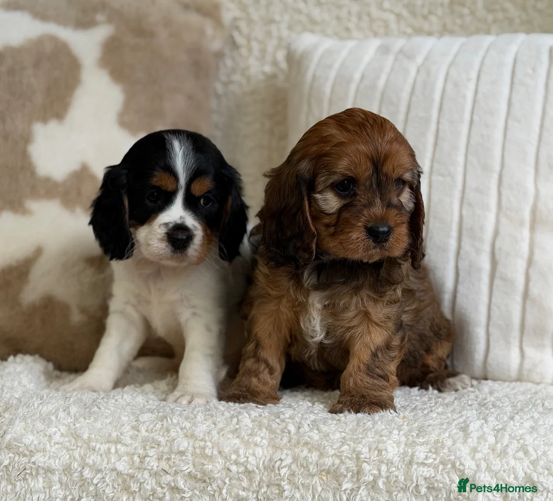 Cavapoochon dogs for sale: Beautiful Cavapoochon puppies  - Advert 2