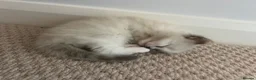 Ragdoll cats for sale: ❤️Beautiful Ragdoll Kittens❤️ in Brentwood - Advert 22