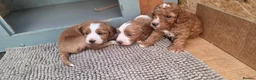 Cockapoo dogs for sale: Beautiful F1b Cockapoo Puppies – Caernarfon - Advert 30