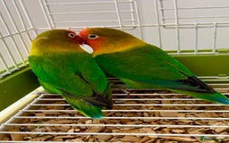 Lovebirds birds for sale: Beautiful Bonded Pair of Fischer’s Lovebirds  - Image 3