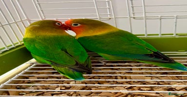 Lovebirds birds - Advert 16