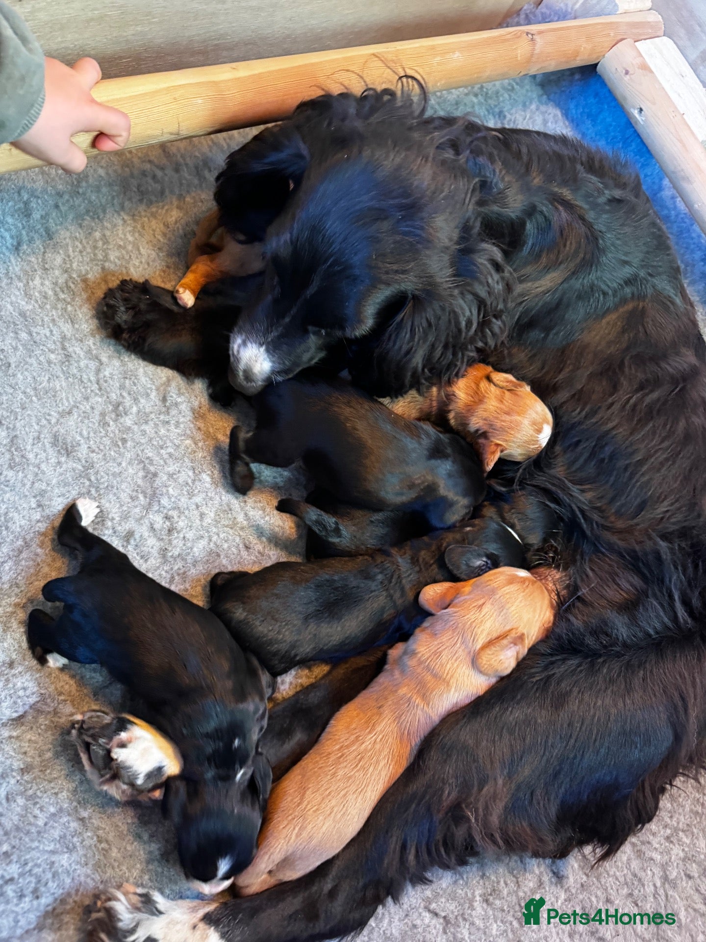 Cocker Spaniel dogs Stunning cocker spaniel puppies  - Advert 2