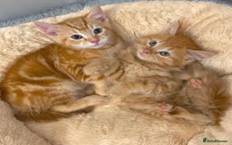 Mixed Breed cats for sale: GORGEOUS SIBERIAN X KITTENS  - Image 3