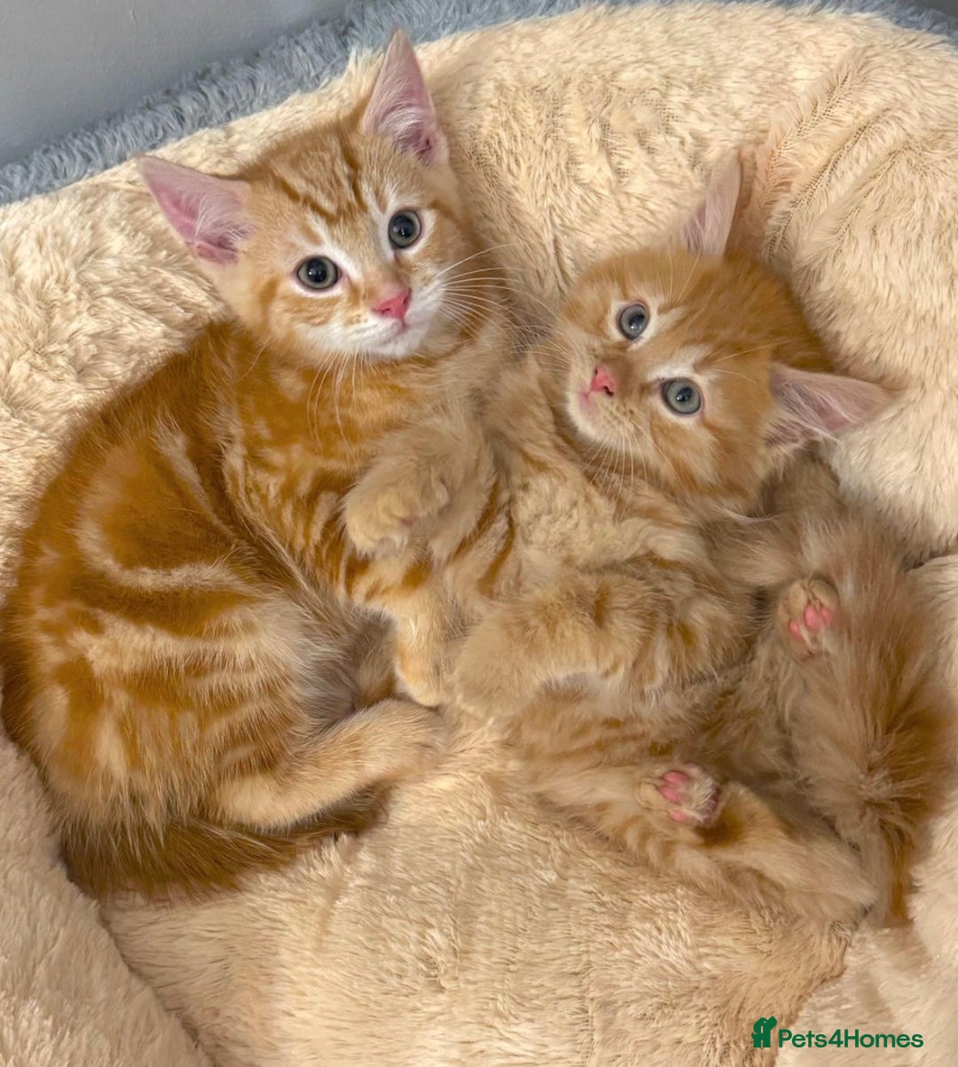 Mixed Breed cats for sale: GORGEOUS SIBERIAN X KITTENS  - Image 3