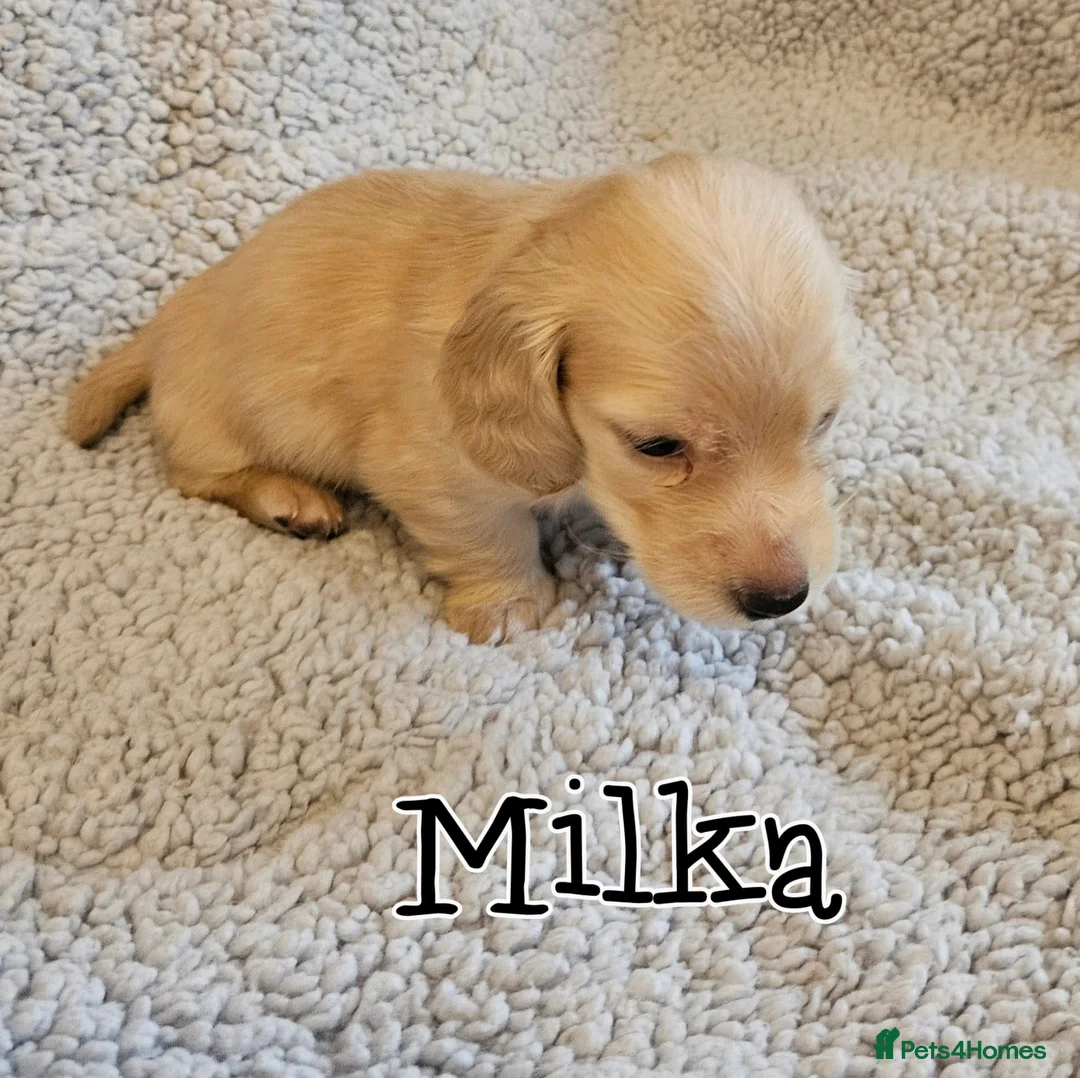 Miniature Dachshund dogs for sale: Cream dachshund  - Advert 9