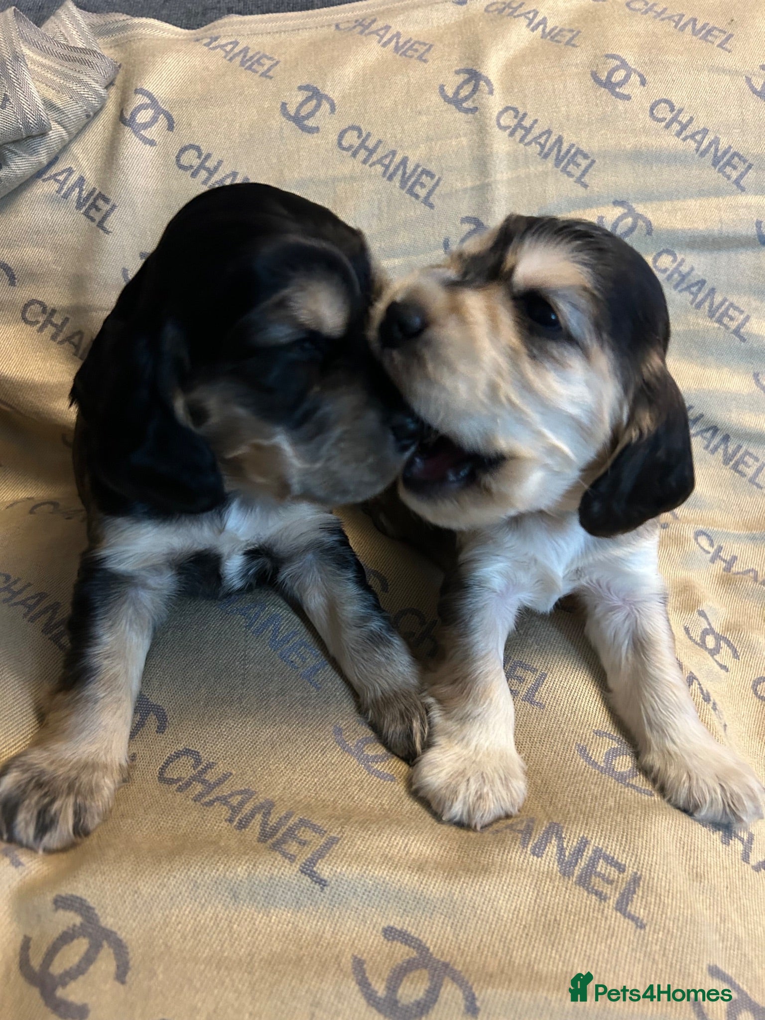 Cocker Spaniel dogs 2 Female Show Cocker Puppies left 🐾 - Advert 1