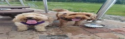 Cockapoo dogs for sale: Cockapoo puppies Doncaster - Advert 13
