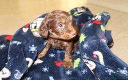 Cockapoo dogs for sale: Beautiful f1b Cockapoo puppy's   - Advert 29