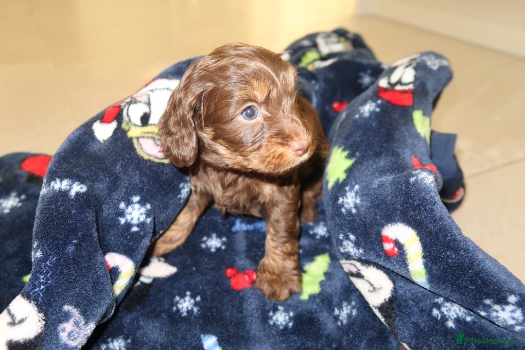 Cockapoo dogs for sale: Beautiful f1b Cockapoo puppy's   - Advert 29