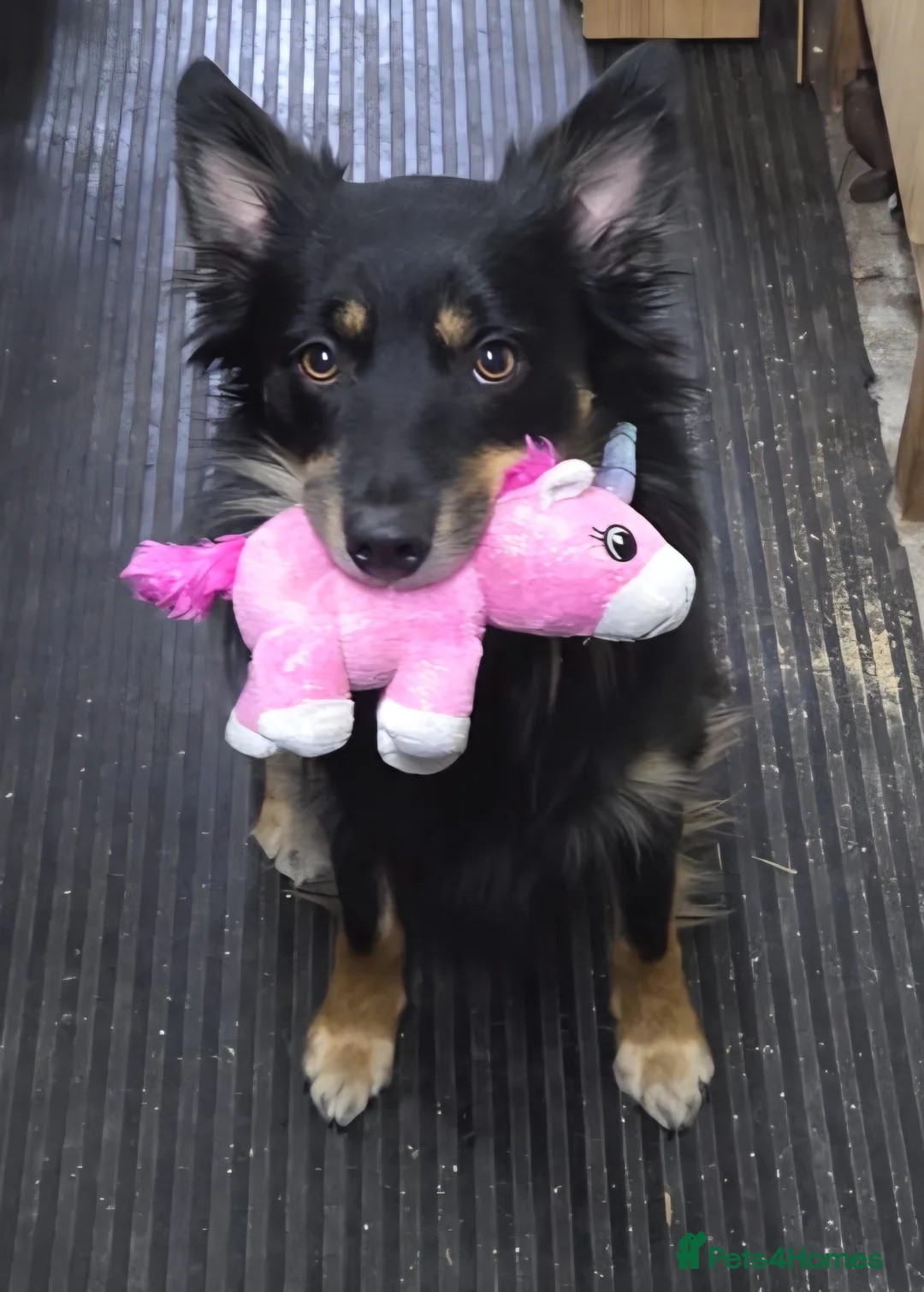 Mixed Breed dogs for sale: Mixed breed  puppies  in Southampton - Advert 3