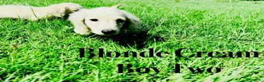 Miniature Dachshund Puppy 2 blonde cream