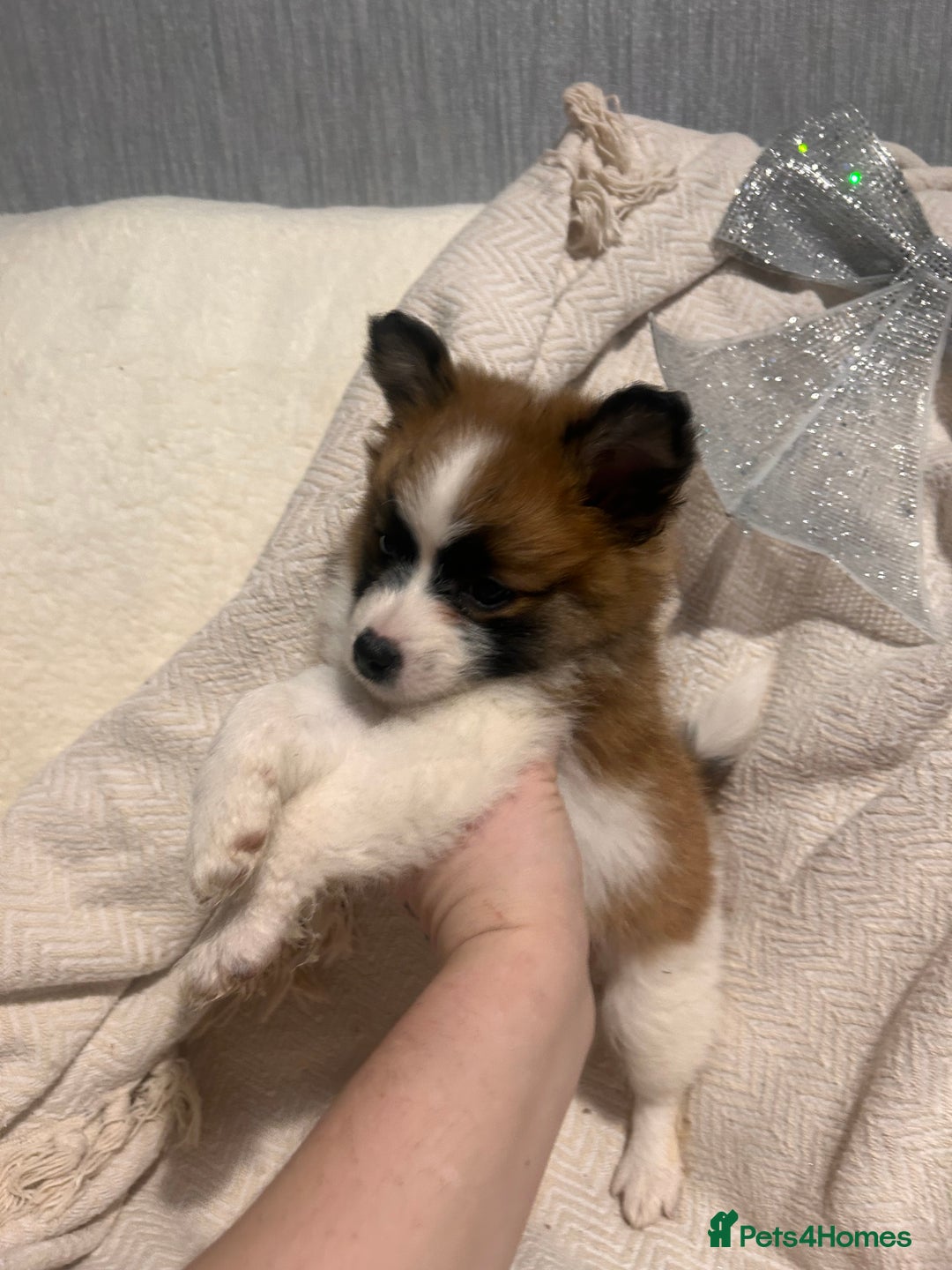Mixed Breed dogs for sale: German spitz cross - Advert 20