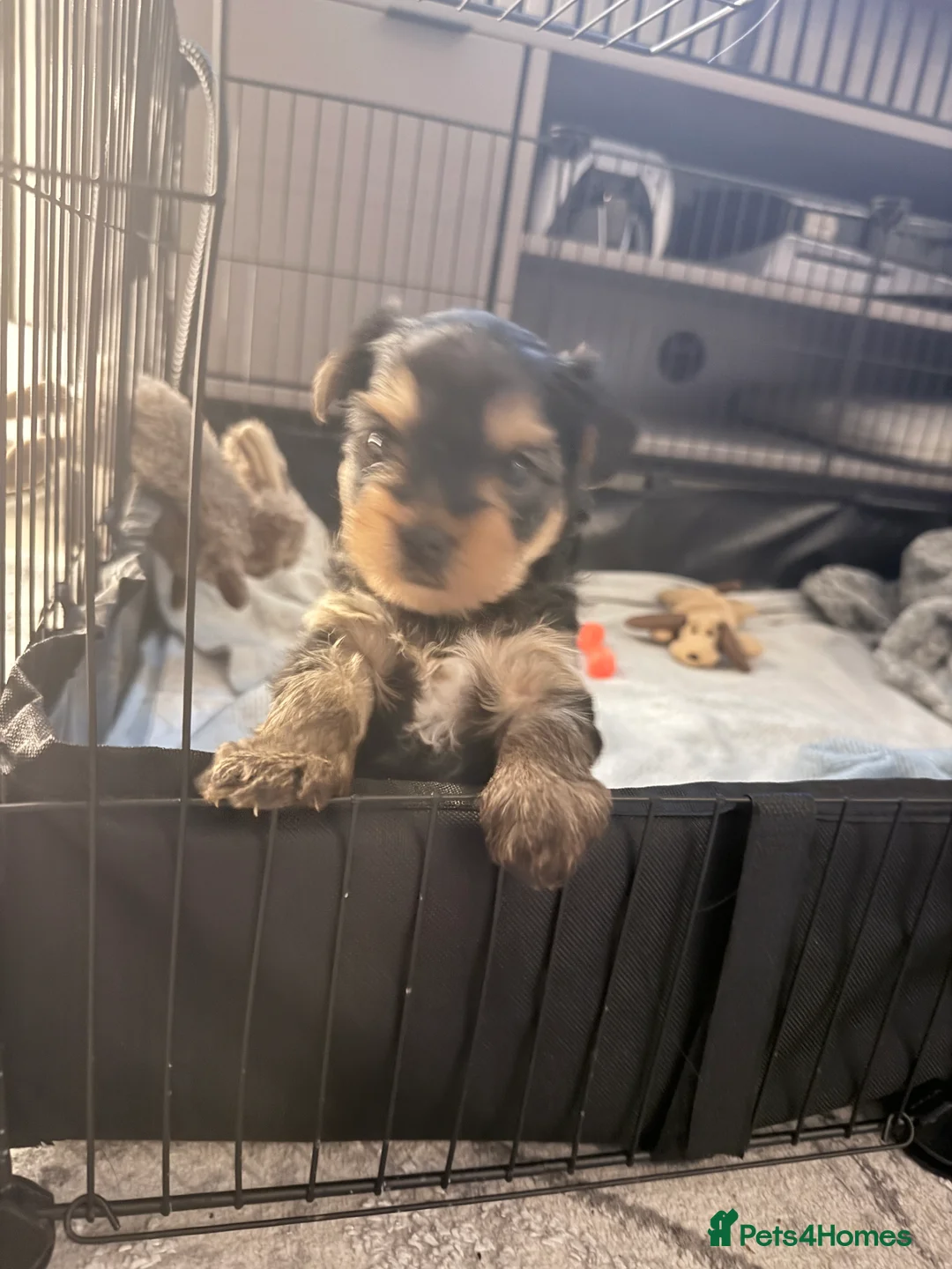 Yorkshire Terrier dogs for sale: Adorable Bonnie Yorkshire Terrier Puppy  - Advert 1