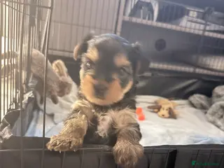 Yorkshire Terrier dogs Adorable Bonnie Yorkshire Terrier Puppy - Advert 1