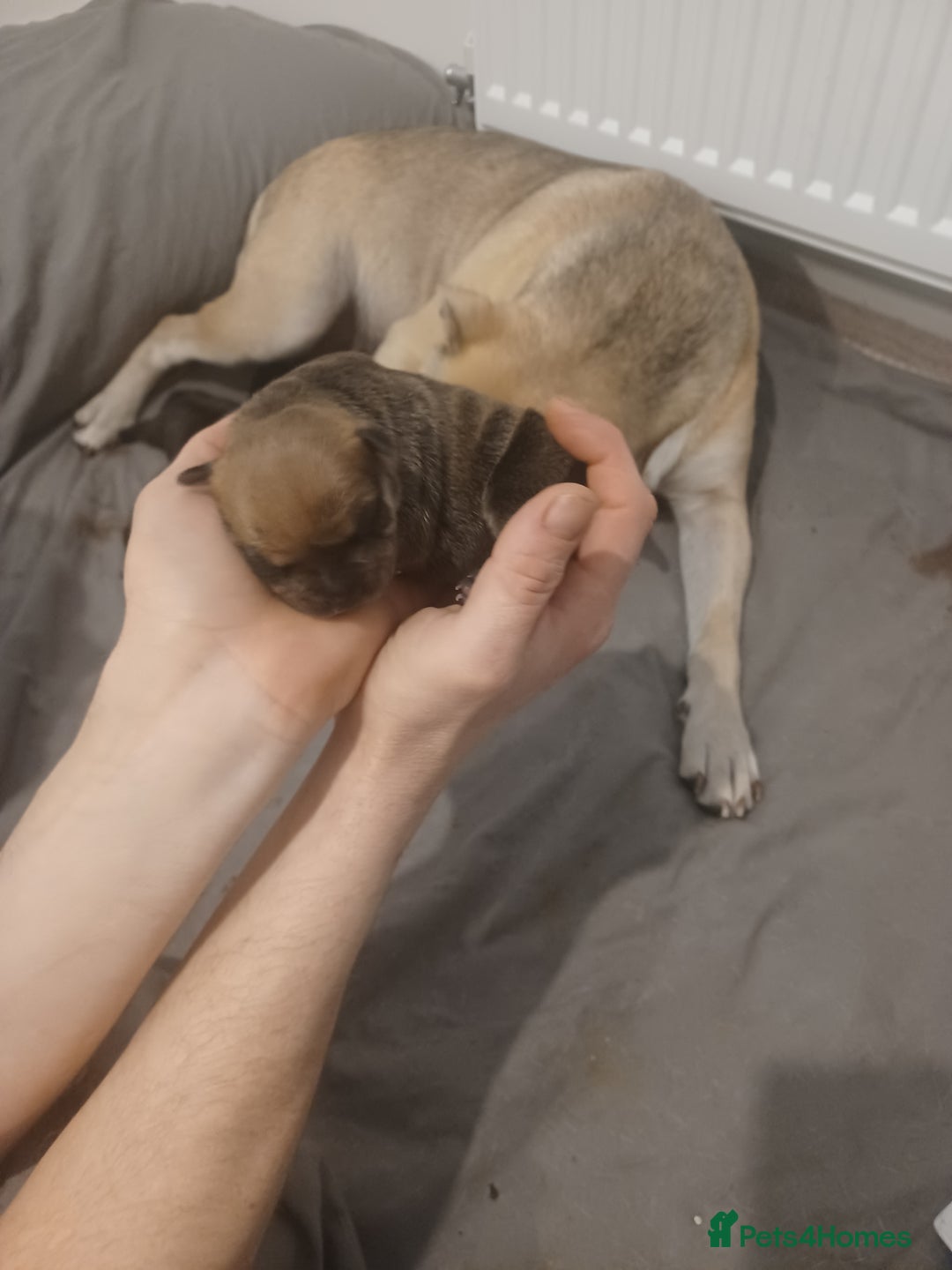 Mixed Breed dogs for sale: Bear coat Shar pei x Staffordshire pups - Advert 7