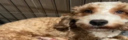 Cockapoo dogs for sale: 🌼4 COCKERPOO’s ready now in CHESHIRE🌼 - Advert 18