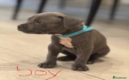 American Bull Staffy dogs for sale: For sale - Image 9