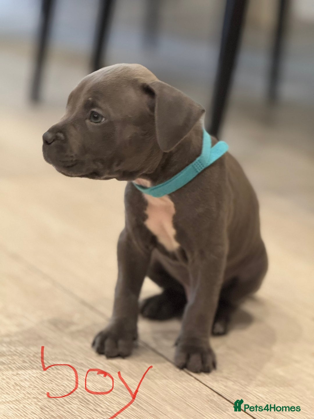 American Bull Staffy dogs for sale: For sale - Image 9