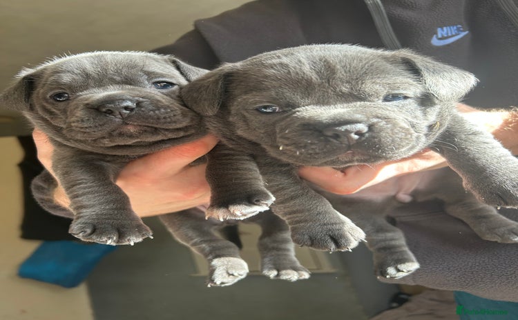 Mixed Breed dogs - Advert 11