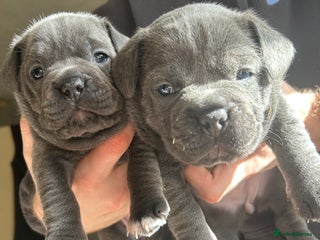 Mixed Breed dogs - Advert 9